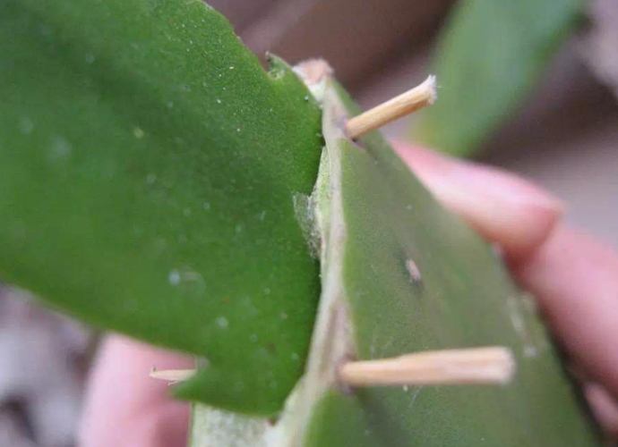 仙人掌發芽照顧