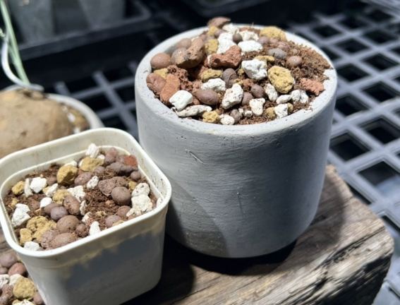 多肉植物土壤配方