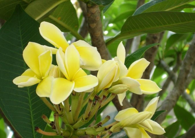 雞蛋花過冬方法