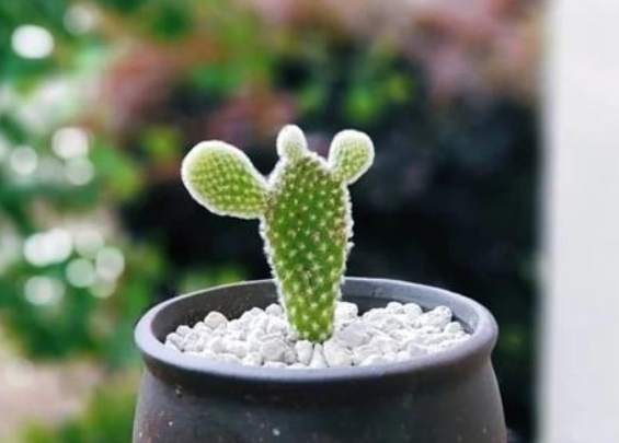 仙人掌澆水技巧