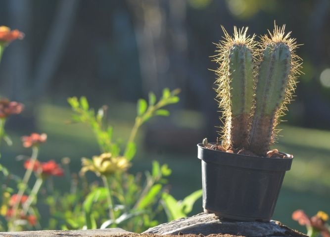 仙人掌急救方法