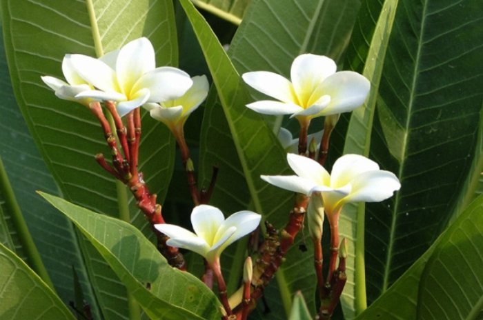 雞蛋花果實功效