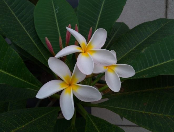 雞蛋花果實種植