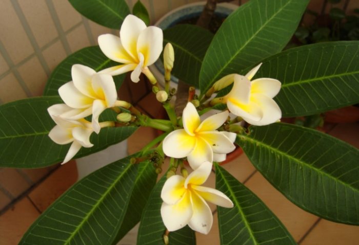 雞蛋花生長管理 雞蛋花生長管理