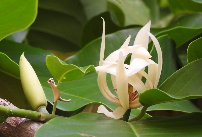 玉蘭花修剪方法