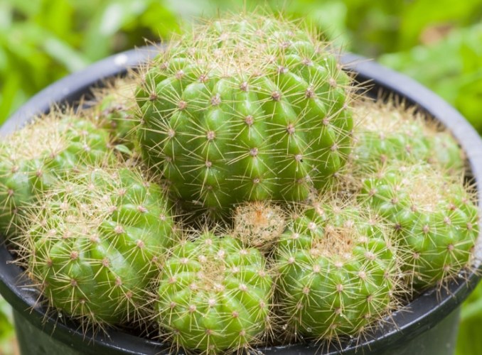 仙人掌繁殖方法