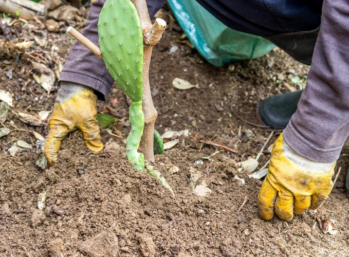 仙人掌土壤配方