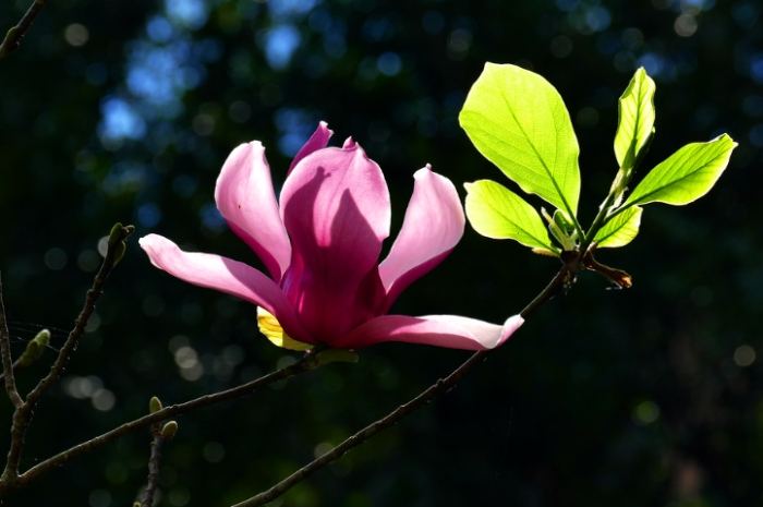 玉蘭花施肥技巧