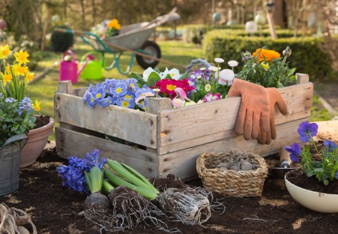 全年開花養護技巧