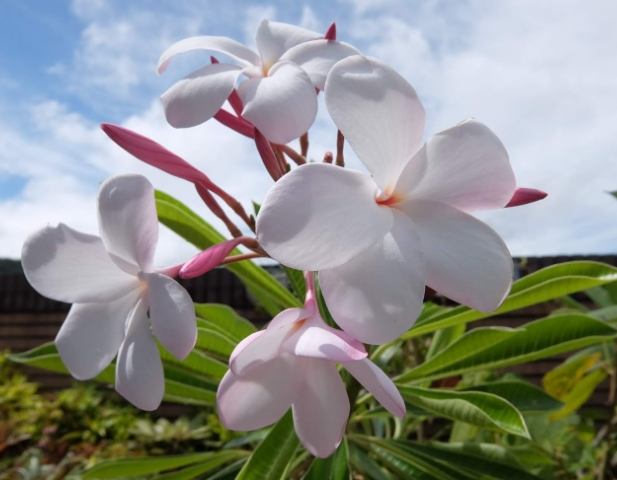 雞蛋花冬天照顧