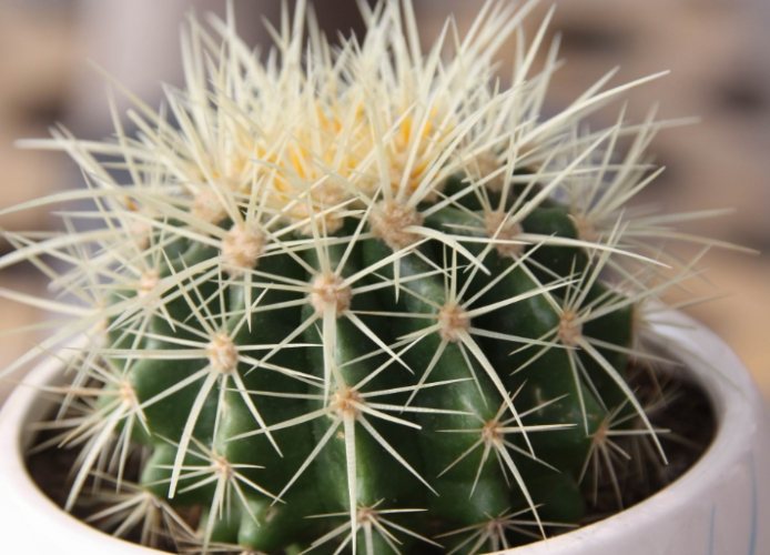 冷氣房植物設計