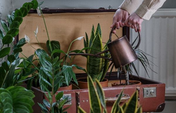 新盆栽換盆方法