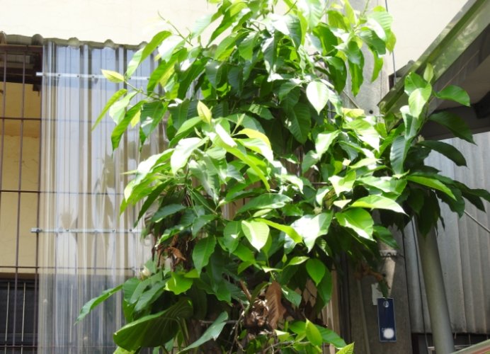 玉蘭樹修剪方法