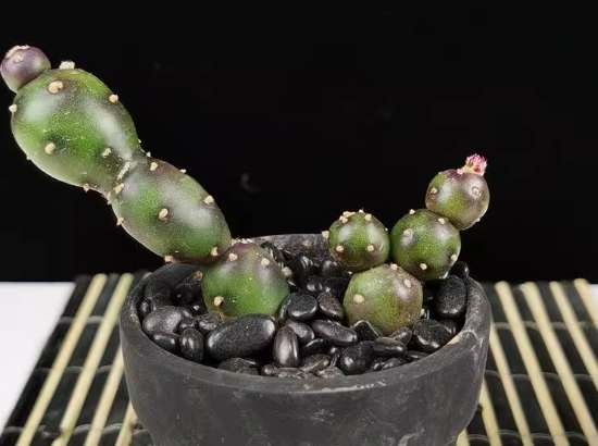 仙人掌枯萎原因