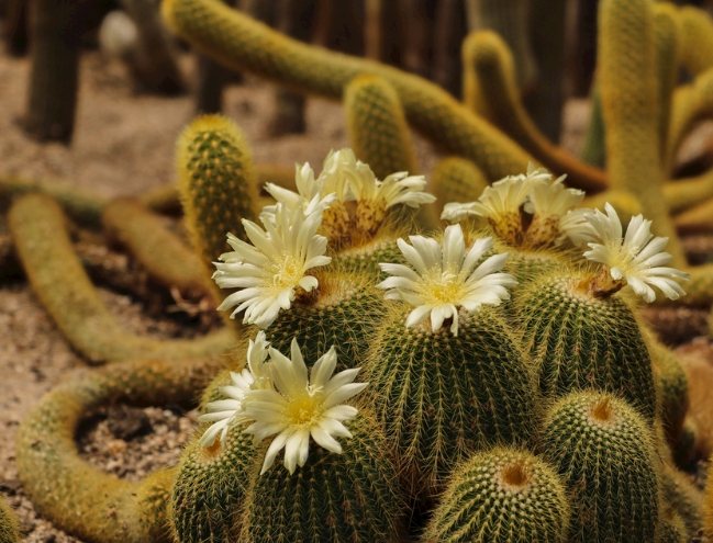 仙人掌不生根原因