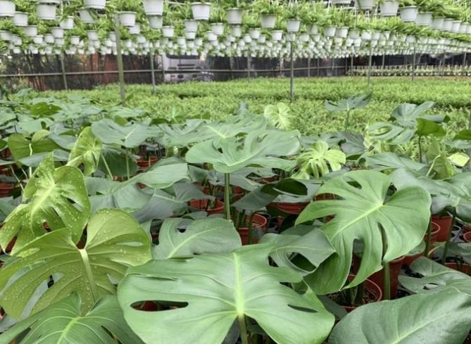 龜背葉水培照顧