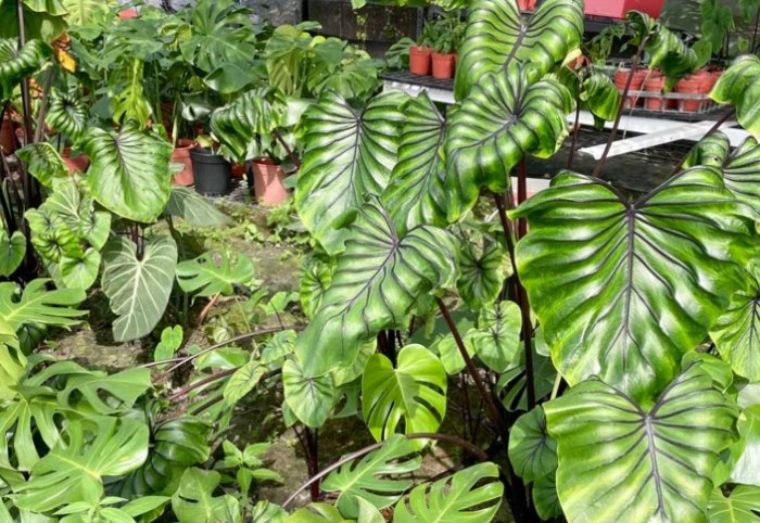 龜背芋葉子枯黃