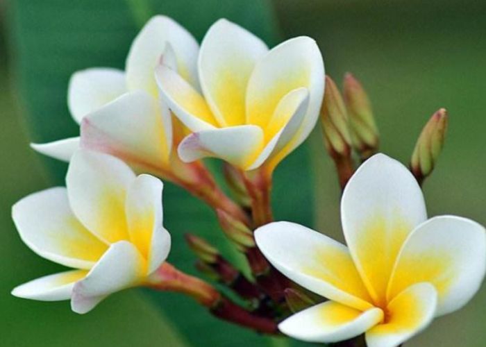 植物生根方法 植物生根方法