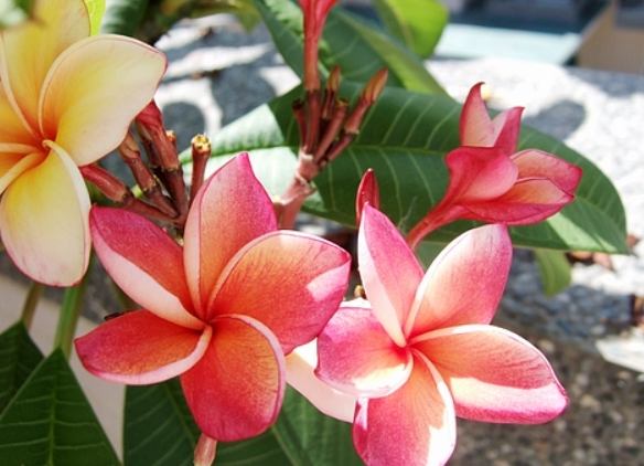 雞蛋花中毒症狀