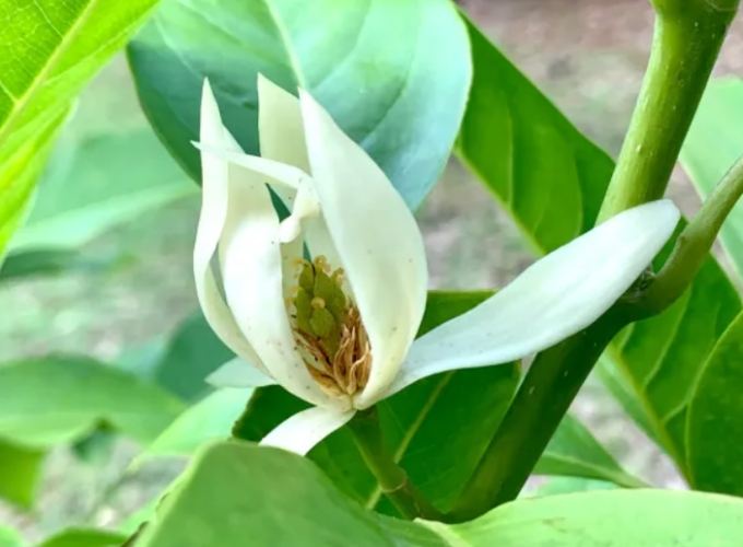 玉蘭花修剪方法