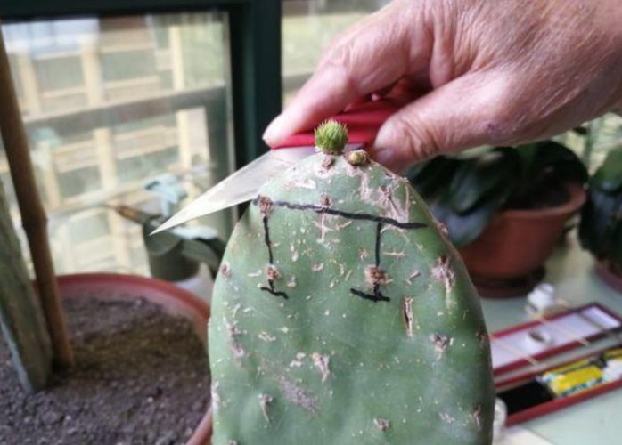 仙人掌種子發芽