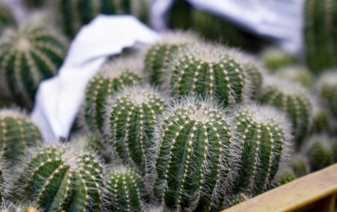 仙人掌發芽照顧