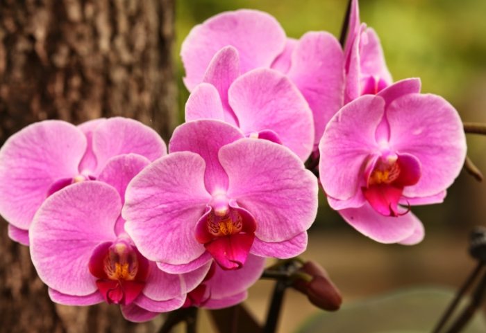 秋天蝴蝶蘭照顧