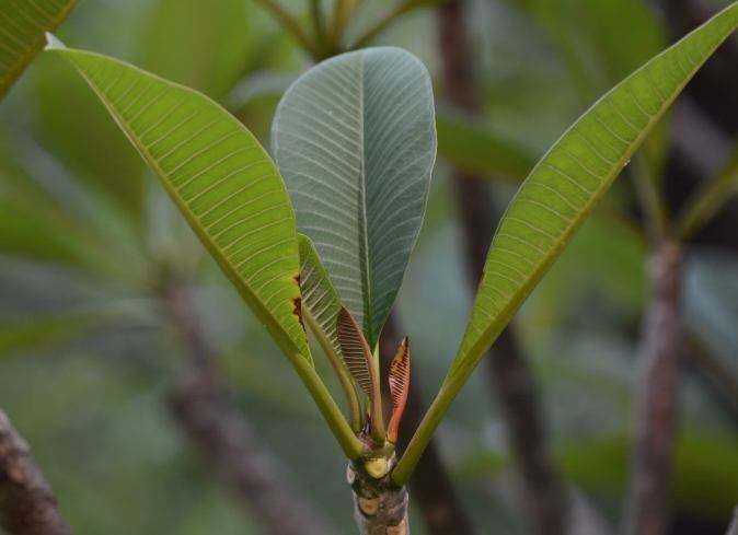 台灣雞蛋花種類