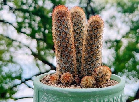 金手指仙人掌扦插技巧