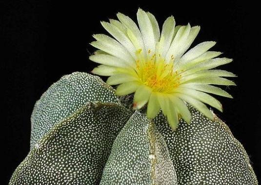 白星仙人掌分株方法