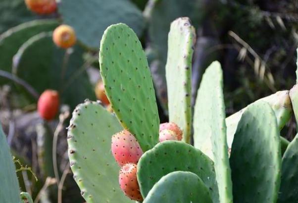仙人掌苗 種類
