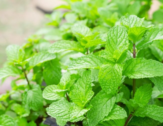 養薄荷技巧