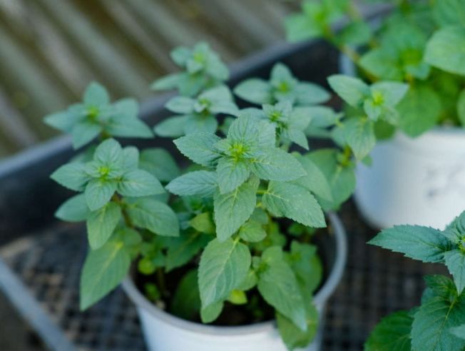 薄荷盆栽照顧