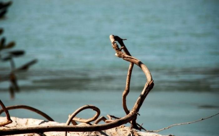 植物葉子枯黃處理