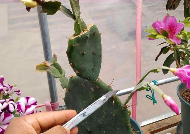 仙人掌急救方法