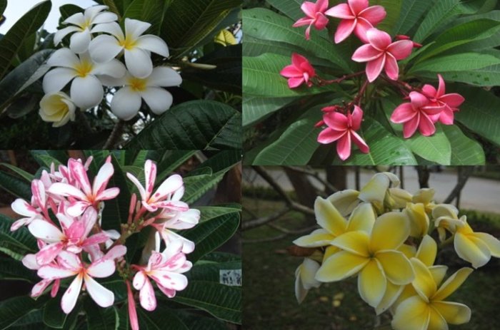 雞蛋花種植方法