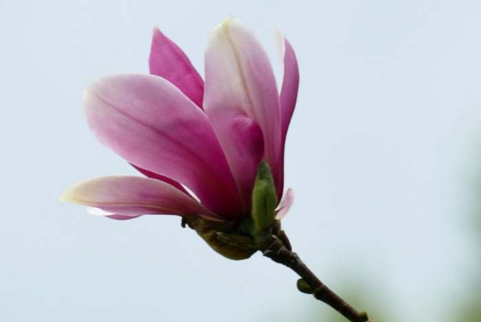 玉蘭花施肥技巧