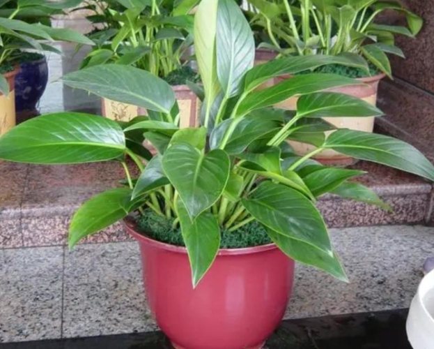 全日照植物推薦