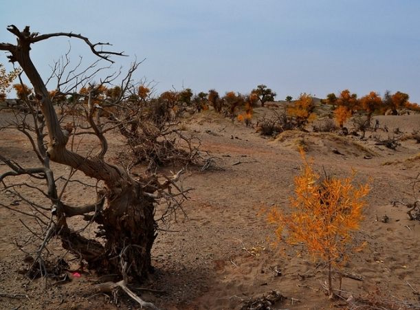 葉子枯黃解決方法