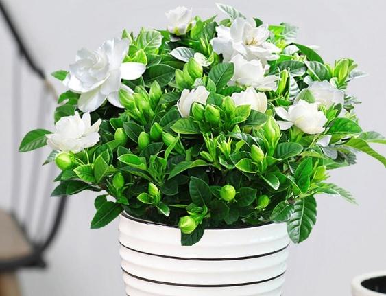 全年開花植物台灣