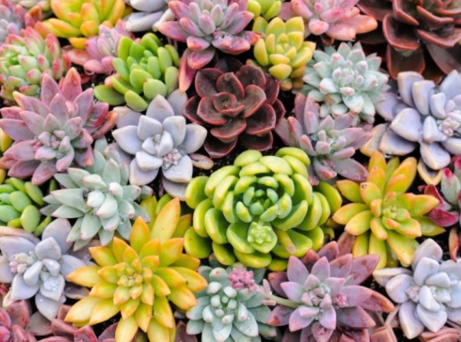 多肉植物頂芽處理