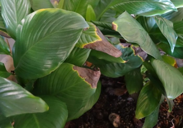 盆栽葉子變黃原因