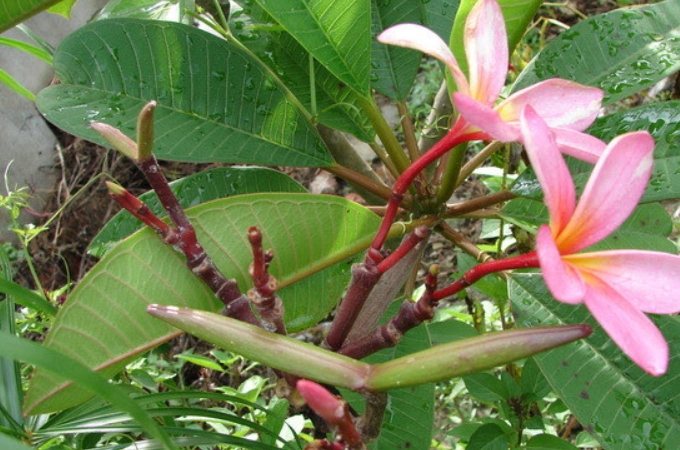雞蛋花移植時機