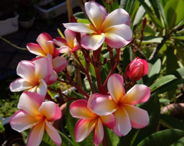 雞蛋花養護方法