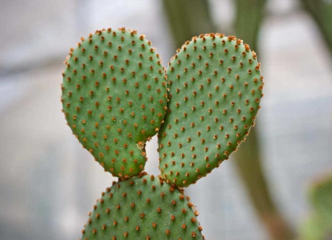 仙人掌不生根原因