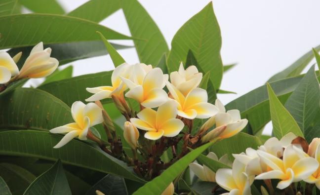 雞蛋花過冬方法