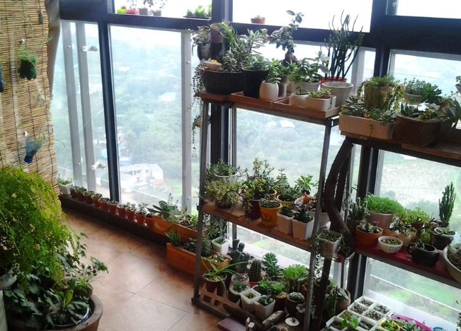 全年開花養護技巧