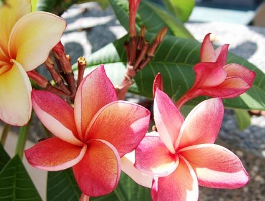 雞蛋花繁殖技巧