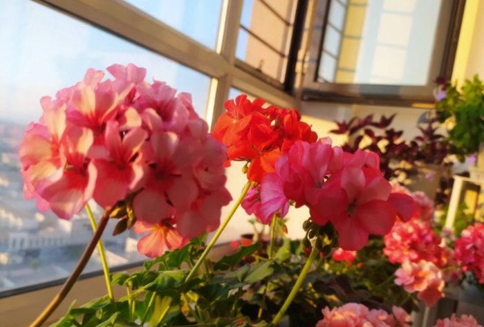 台湾家庭花卉推荐