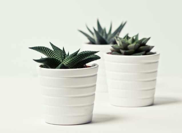 換盆後植物死亡